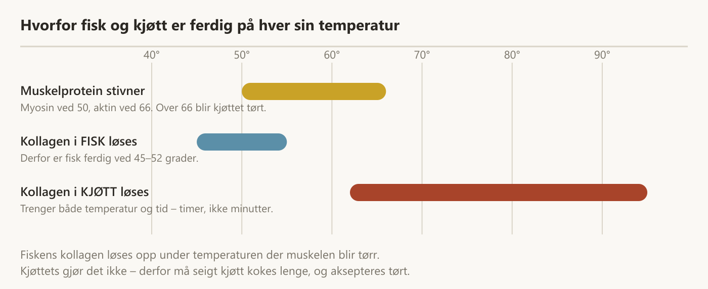 Temperaturer der muskelprotein stivner og kollagen løses opp i fisk og i kjøtt